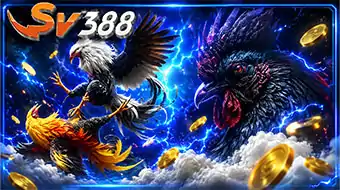 Sabung Ayam SV388